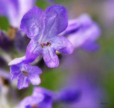 fleur de lavande