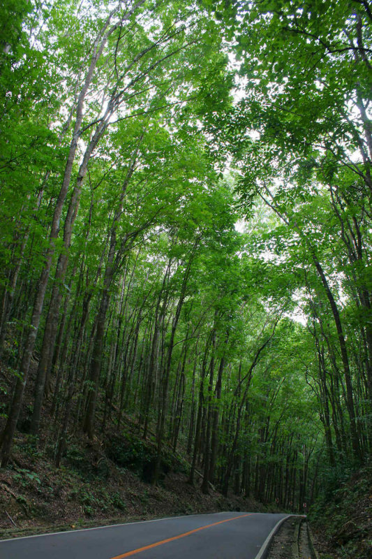 Mahogany Forest, Bohol, Philippines
