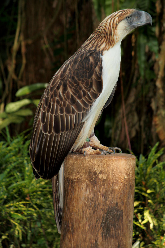 Philippine Monkey-Eating Eagle (4).jpg