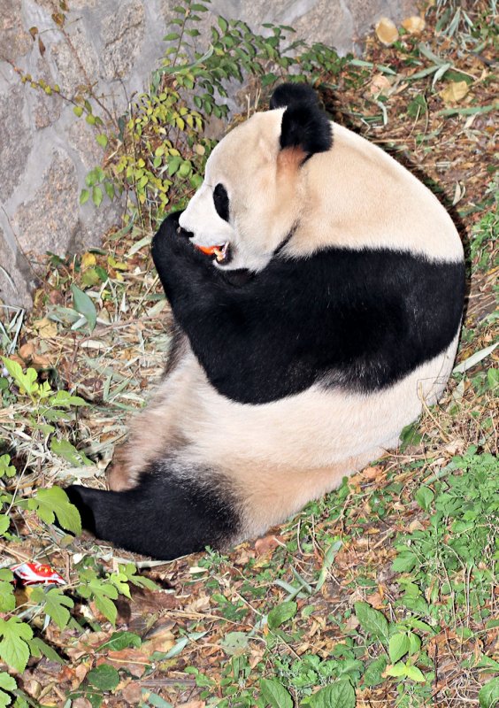 Panda in Beijing Zoo.JPG