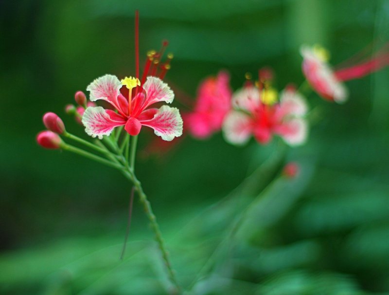 Peacock Flower.jpg