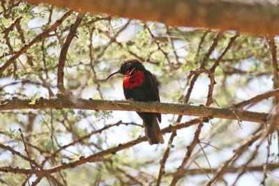 Scarlet-chested Sunbird (Chalcomitra senegalensis) -- male