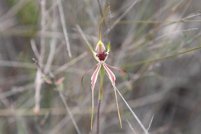 Thin-clubbed Mountain Orchid (Arachnorchis atrovespa)