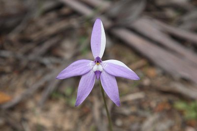 Colour variation in Waxlip Orchid (Glossodia Major)