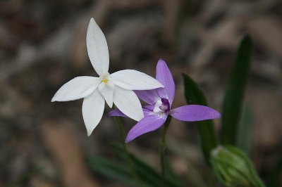 Colour variation in Waxlip Orchid (Glossodia Major)