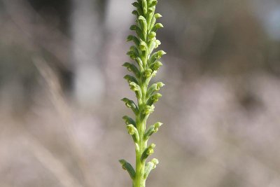 Onion Orchid (Microtis ...)