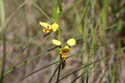 Black Mountain Leopard Orchid (Diuris nigromontana)