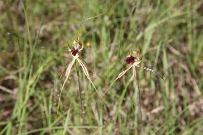Thin-clubbed Mountain Orchid (Arachnorchis atrovespa)
