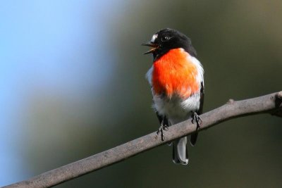 Scarlet Robin (Petroica boodang) -- male