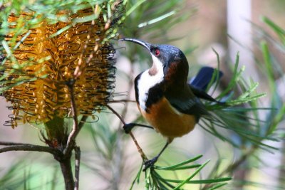 Eastern Spinebill (Acanthorhynchus tenuirostris)