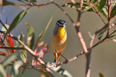 Spotted Pardelote (Pardalotus punctatus)