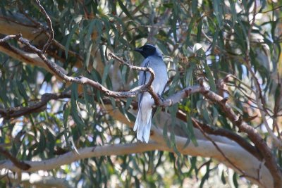 Black-faced Cuckoo-shrike (Coracina novaehollandiae)