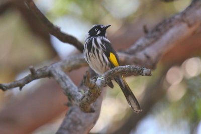 New Holland Honeyeater (Phylidonyris navaehollandiae)