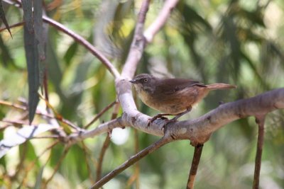 White-browed Scrubwren (Sericornis frontalis)