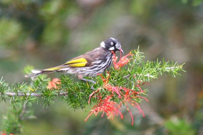 New Holland Honeyeater (Phylidonyris navaehollandiae)
