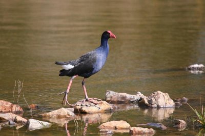Rails, Crakes and Coots (Rallidae)
