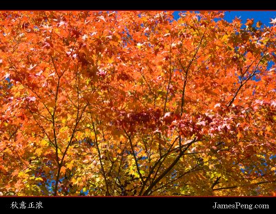 New York Autumn & Color