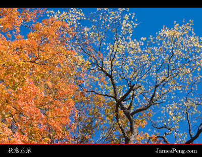 Autumn_NY_05.jpg