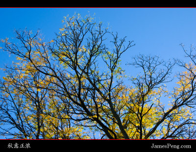Autumn_NY_06.jpg