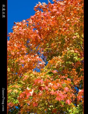 Autumn_NY_02.jpg