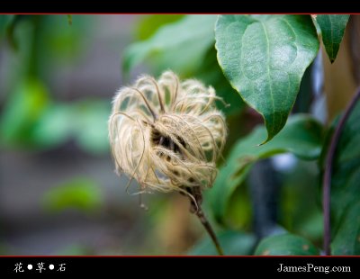 flower_grass_stone_01.jpg