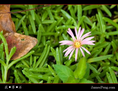 flower_grass_stone_03.jpg