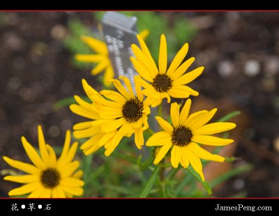 flower_grass_stone_04.jpg