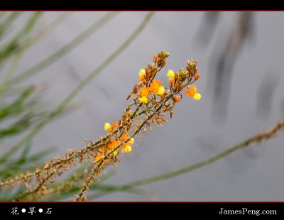 flower_grass_stone_06.jpg