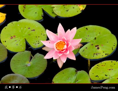 flower_grass_stone_07.jpg