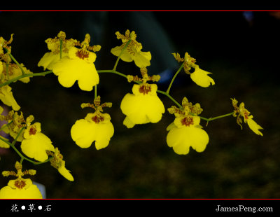 flower_grass_stone_12.jpg