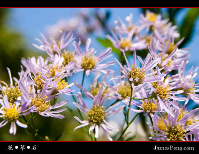 flower_grass_stone_13.jpg