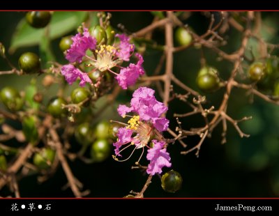 flower_grass_stone_15.jpg