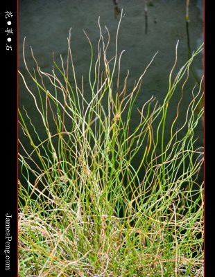 flower_grass_stone_17.jpg