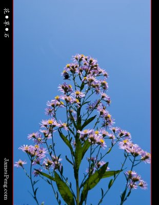 flower_grass_stone_22.jpg