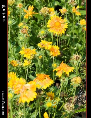 flower_grass_stone_23.jpg