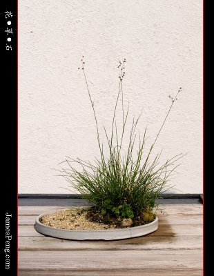 flower_grass_stone_25.jpg