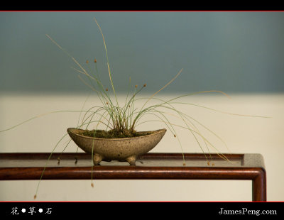 flower_grass_stone_32.jpg