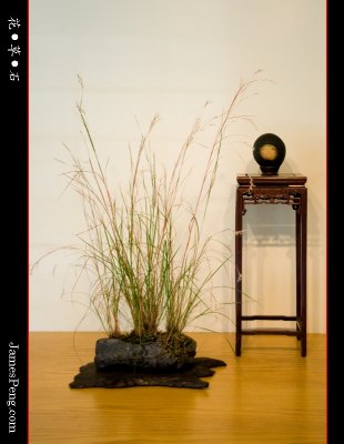 flower_grass_stone_43.jpg