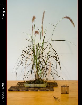 flower_grass_stone_44.jpg