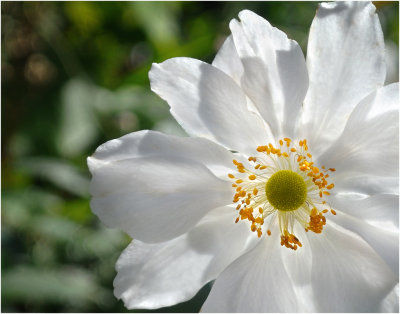 Anemone