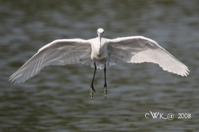 Egretta garzetta - Little Egret