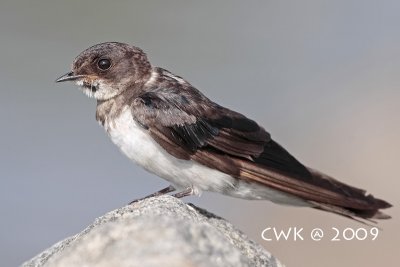 Juvenille Barn Swallow