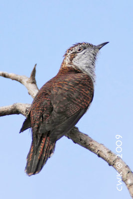 Cacomantis sonneratii - Banded Bay Cuckoo