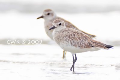 Pluvialis squatarola - Grey Plover