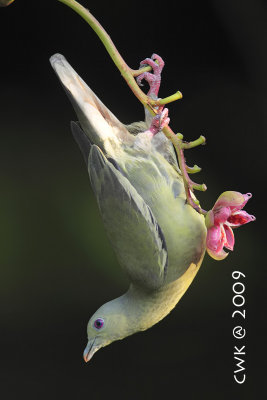 Treron vernans - Pink Necked Green Pigeon