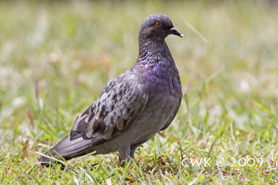Columba livia - Rock Pigeon
