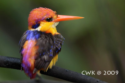Ceyx erithaca erithaca - Oriental Dwarf Kingfisher