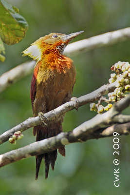 Picus mentalis - Checker-throated Woodpecker