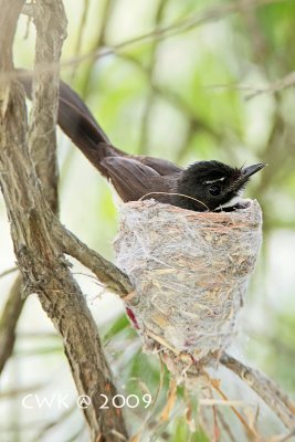 Pied Fantail Nesting 2010