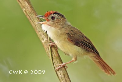 Malacopteron cinereum - Scaly-crowned Babbler